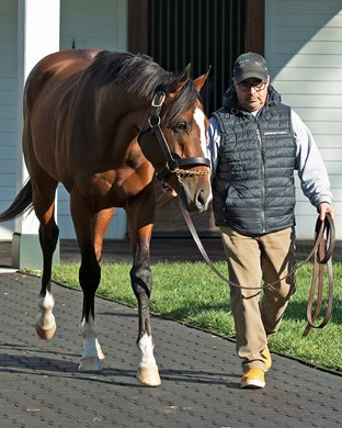 Authentic at Spendthrift Farm near Lexington, Ky., on Dec. 9, 2020. 