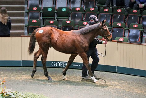 2020 Goffs November Foal Sale, Lot 208