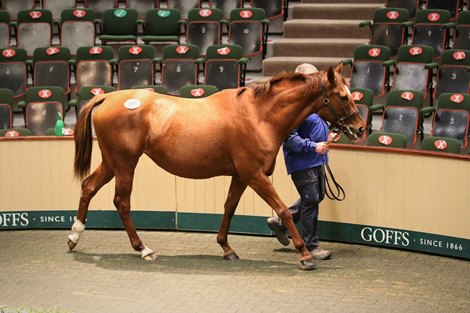 Lot 911 at 2020 Goffs November Sale