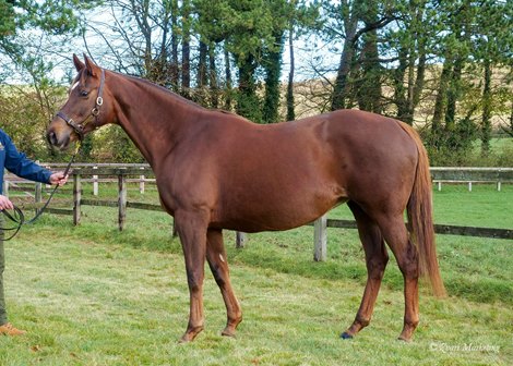 Lot 1731 at 2020 Tattersalls December Mare Sale