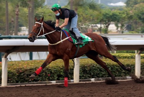 Exultant - LONGINES Hong Kong International Races trackwork - December 10, 2020