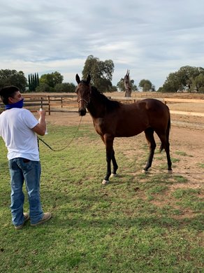 Tiz a Genius at Mares' Nest Farm