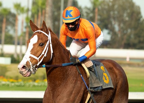 Jockey Juan Hernandez guides Proud Emma to the winner's circle after their victory in the Grade III, $100,000 Bayakoa Stakes, Sunday, December 6, 2020 at Los Alamitos Race Course, Cypress CA.<br>
© BENOIT PHOTO