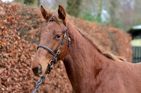 2020 Goffs November Foal Sale, Lot 73