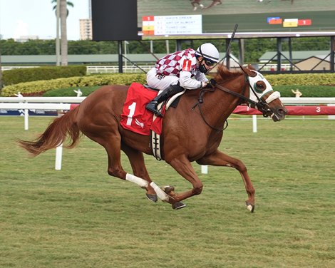 Niko&#39;s Dream wins the 2020 My Charmer Stakes at Gulfstream Park                             