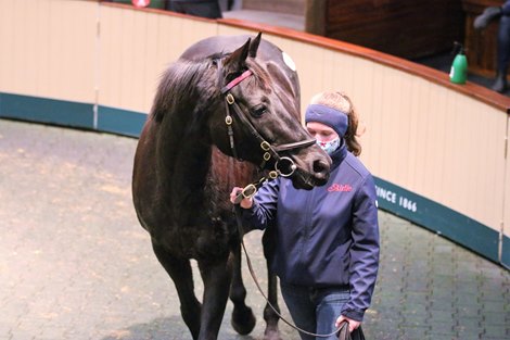 Lot 922 at 2020 Goffs November Sale