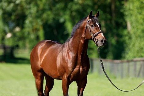 Toronado at Haras de Bouquetot