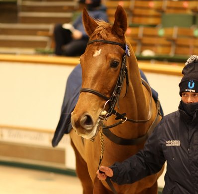 Lot 2045 Stormy Girl (IRE) 2017 Ch.F.  BY Night of Thunder (IRE) EX Refusetolisten (IRE)     Howe Hills Farm (Miss R. Menzies)    Paddy Twomey    310,000  <br><br />
Tattersalls December Mare Sale<br><br />
02/12/20