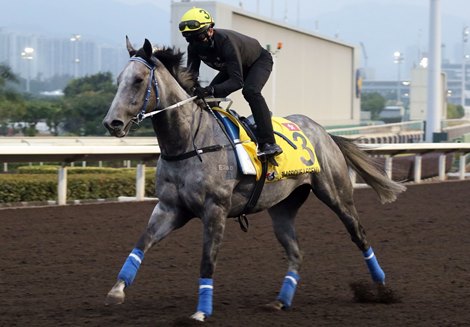 Classique Legend - LONGINES Hong Kong International Races trackwork - December 10, 2020