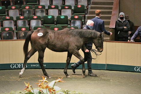 Lot 354 at 2020 Goffs November Sale