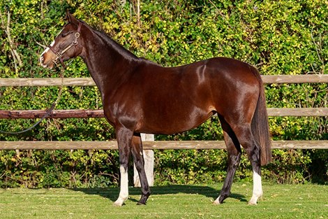 Lot 434 Sonjeu Haras Saint Leonard, 05/11/2020, photo: Zuzanna Lupa