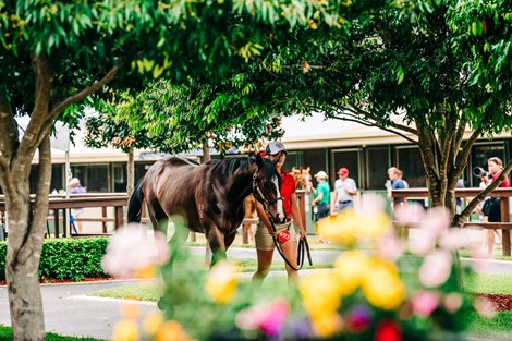 2021 Magic Millions Gold Coast Yearling Sale Scene