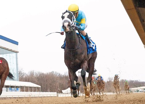 Hello Beautiful wins the What A Summer Stakes Saturday, January 16, 2021 at Laurel Park