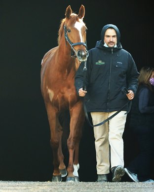 Hip 1042, 2021 Keeneland January Sale