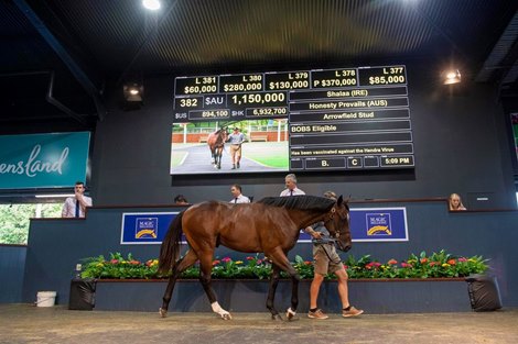2021 Magic Millions Gold Coast Yearling Sale, Lot 382<br>
colt; Shalaa - Honesty Prevails$1,150,000