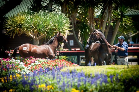 Scene at 2021 New Zealand Bloodstock Karaka Yearling Sale