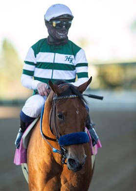 Jockey Umberto Rispoli guides Quick to the winner&#39;s circle after their victory in the Grade III, $100,000 Astra Stakes, Sunday, January 17, 2021 at Santa Anita Park, Arcadia CA.<br><br />
&#169; BENOIT PHOTO