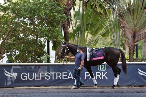 Independence Hall schooling at Gulfstream Park, January 22, 2021                          