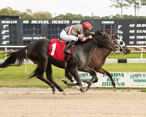 The $125,000 Gasparilla Stakes - Dead Heat: Special Princess/Adios Trippi<br><br />
Photo Credit: SV Photography