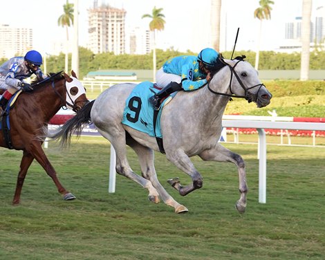 Venezuelan Hug wins the 2021 Sunshine Turf Stakes at Gulfstream Park                               