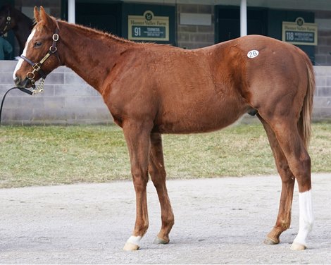Hip 26, 2021 Keeneland January Sale