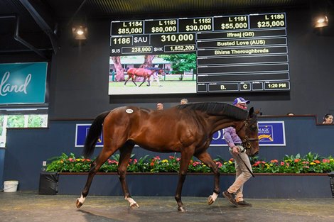 Lot 1186, 2021 Magic Millions Gold Coast Yearling Sale