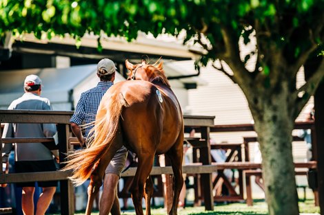 2021 Magic Millions Gold Coast Yearling Sale Scene