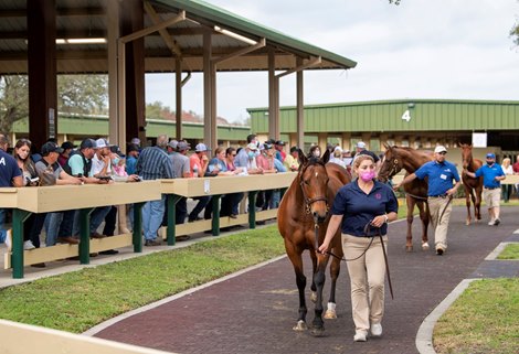 Scene at 2021 OBS Winter Mixed Sale