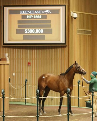 Hip 1564, 2021 Keeneland January Sale