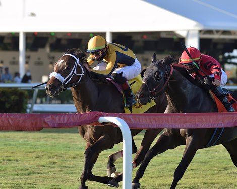 Imprimis wins the 2021 Janus Stakes at Gulfstream Park                      