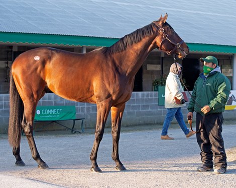 Hip 1568 Country Grammer waiting to show during the Pompa dispersal through Lane’s End. Keeneland January Sales at Keeneland near Lexington, Ky., on Jan. 13, 2021. 