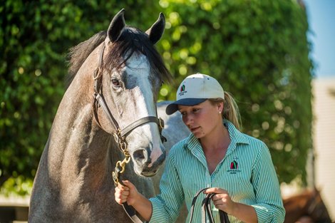 2021 Magic Millions Gold Coast Yearling Sale, Lot 852