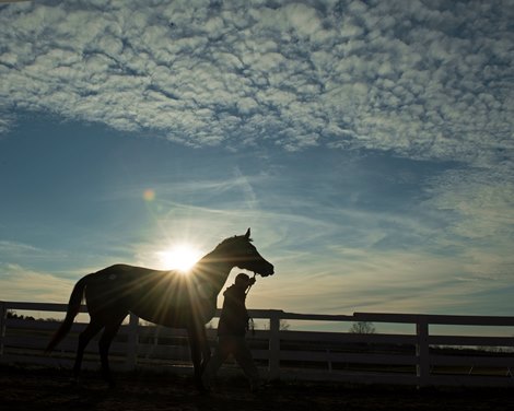 horse walking back to barn.<br>
Keeneland January Sales at Keeneland near Lexington, Ky., on Jan. 14, 2021.