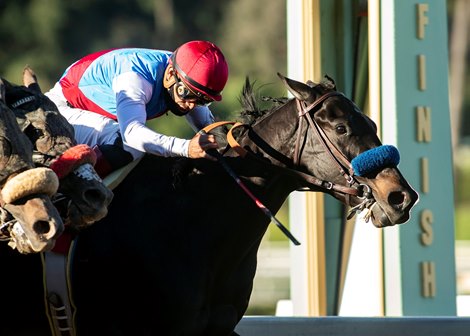 Medina Spirit and jockey Abel Cedillo win the Grade III, $100,000 Robert B. Lewis Stakes, Saturday, January 30, 2021 at Santa Anita Park, Arcadia CA. &#169; BENOIT PHOTO