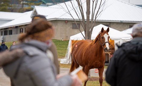 HIp 437 Smart Mission from Sam-Son<br><br />
Keeneland January Sales at Keeneland near Lexington, Ky., on Jan. 9, 2021. 