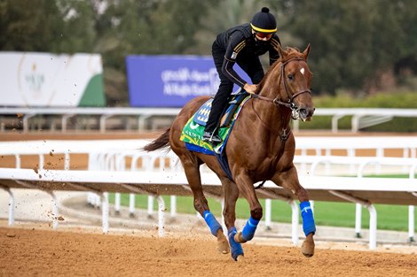 Charlatan - Saudi Cup - Trackwork, February 18, 2021