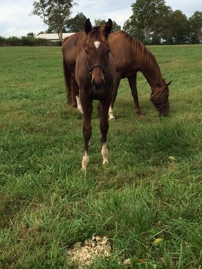 Cashmere with Rombauer as a baby