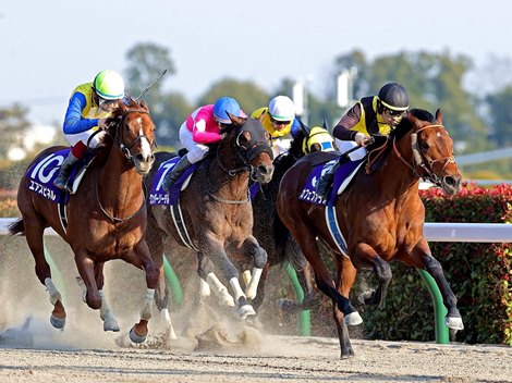 Cafe Pharoah wins 2021 February Stakes at Tokyo Racecourse