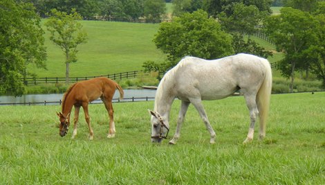 Ultrafleet with Cashmere as a foal