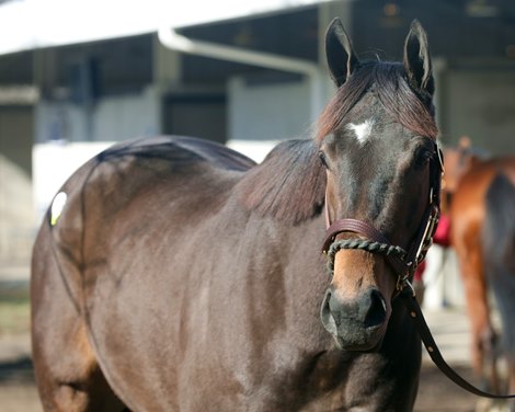 Hip 166, Shippy, 2021 Fasig-Tipton Winter Mixed Sale 