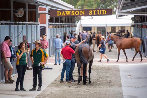 2021 Magic Millions Perth Yearling Sale Scene