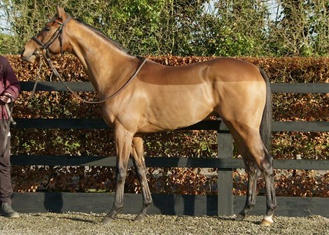 Lot 104 at 2021 Goffs February Sale