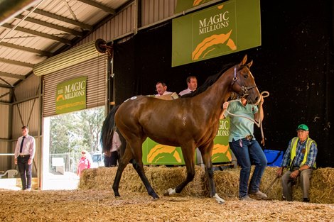 Lot 5, 2021 Magic Millions Tasmanian Yearling Sale at Quercus Park