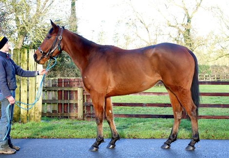 Lot 131 at 2021 Goffs February Sale