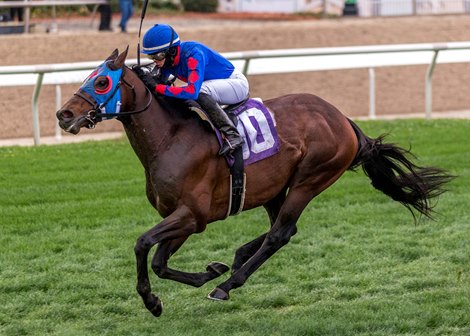 2/13/2021 - With a late charge Captivating Moon with jockey Marcelino Pedroza aboard captures the 35th running of the Grade III Fair Grounds Stakes at Fair Grounds.&#160; Hodges Photography / Amanda Hodges Weir