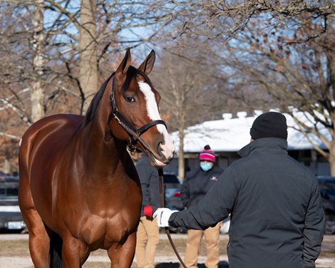 Hip 675 Saguaro Row with Blake-Albina. <br><br />
Fasig-Tipton February Winter Mixed sale on Feb. 7, 2021. 