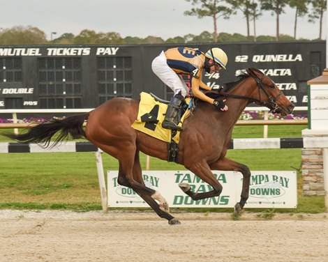 Curlin&#39;s Catch wins the Suncoast Stakes Saturday, February 6, 2021 at Tampa Bay Downs