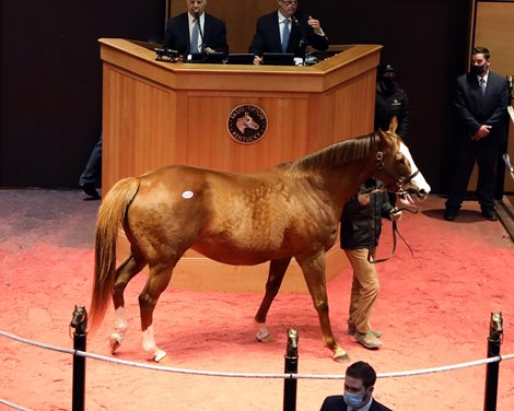 Hip 328, Beloveda, 2021 Fasig-Tipton Winter Mixed Sale 