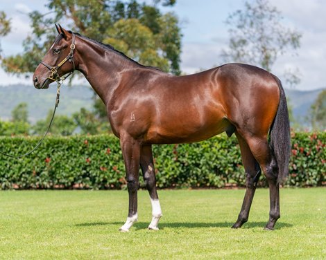 Lot 617, 2021 Inglis Classic Yearling Sale