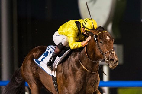 Mouheeb (USA) (Nicholas Bachalard – Ryan Curatolo) wins the UAE 2000 Guineas Sponsored By Hamdan bin Mohammed Cruise Terminal at the third Dubai World Cup Carnival on February 4, 2021